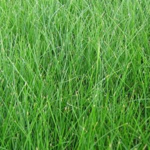 Perennial Rye Grass - Farm Pick-Up