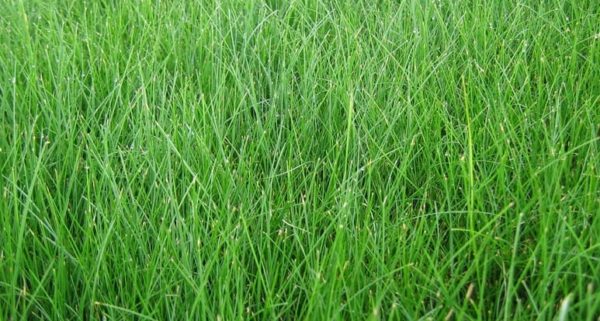 Perennial Rye Grass<br>Salem Area