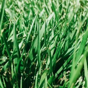 Tall Fescue Grass - Farm Pick-Up
